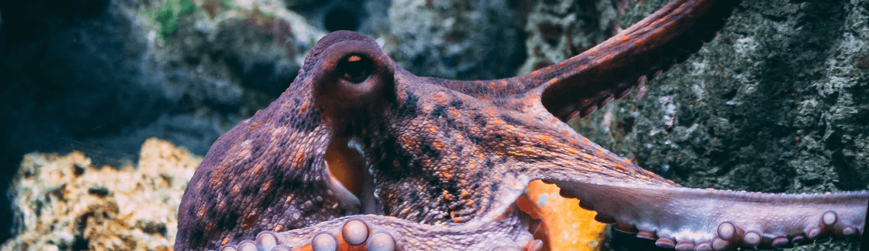 Taming The Data Octopus How Avista Transforms Data Into Value With Alation Landing Page 1710x495